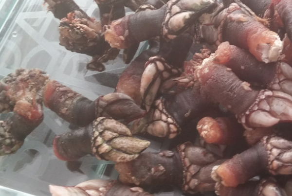 Percebes: la vera ricetta - preparazione base e come sgusciarli