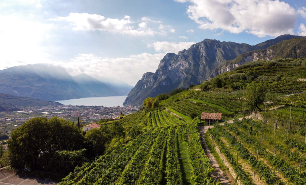 Paesaggio del Garda : gli oli e i vini