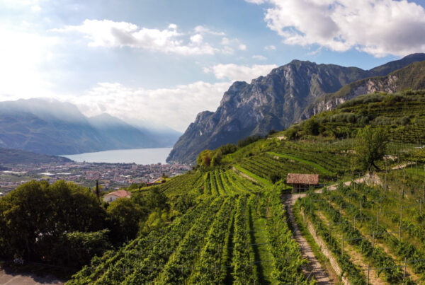 Paesaggio del Garda : gli oli e i vini