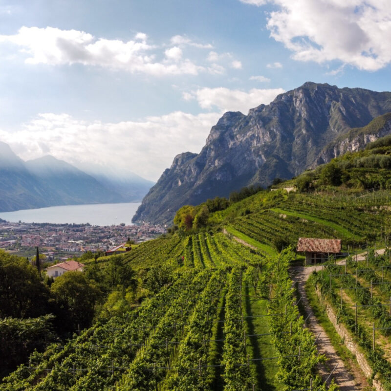 Paesaggio del Garda : gli oli e i vini