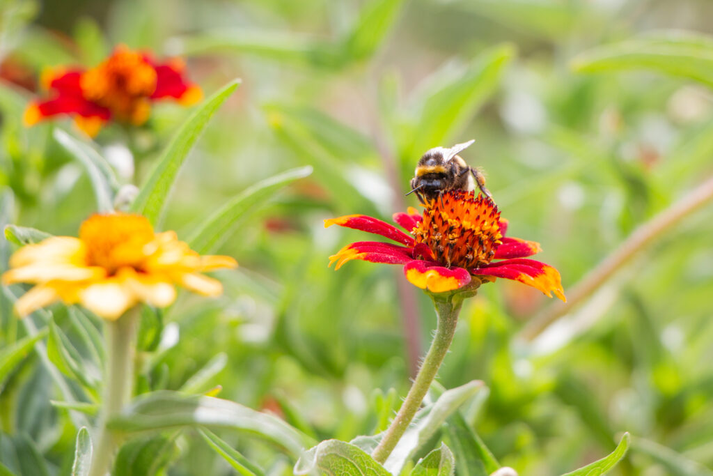 Giornata Mondiale delle api: un'ape raccoglie il polline di un fiore