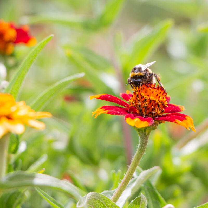 Giornata Mondiale delle api: un'ape raccoglie il polline di un fiore