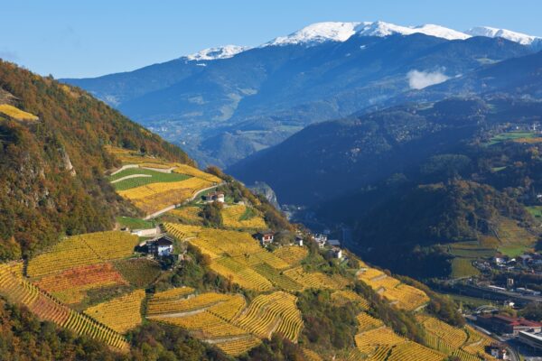 I vigneti della Valle Isarco