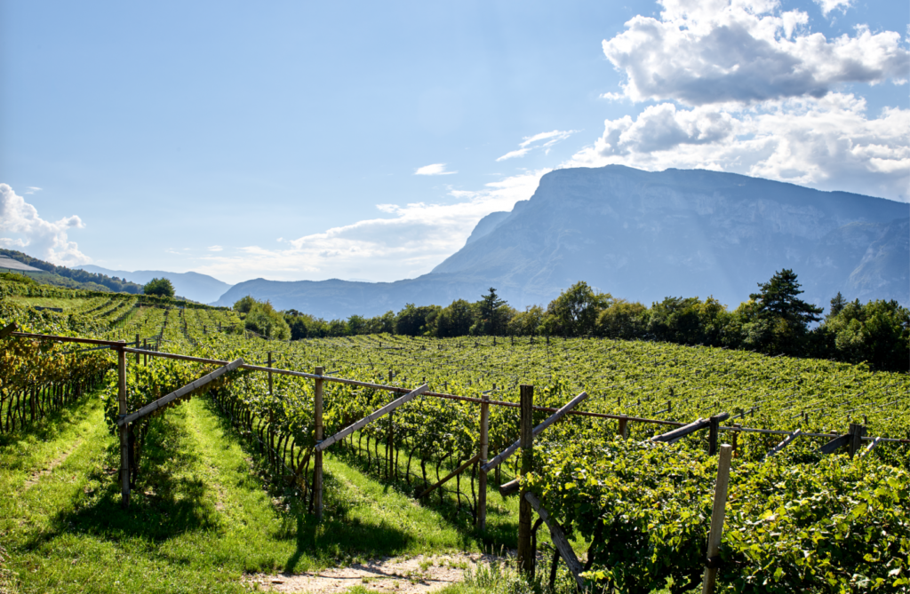 CANTINA LAVIS: UN PATRIMONIO VITIVINICOLO COLLETTIVO AD ALTA VOCAZIONE TERRITORIALE ( 2/2 )