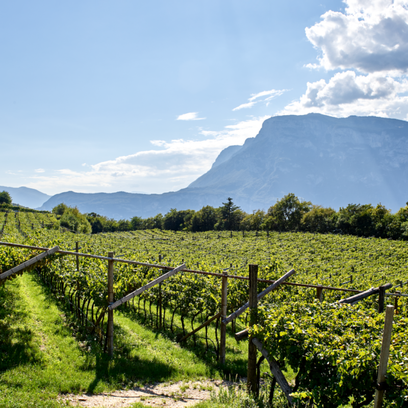 CANTINA LAVIS: UN PATRIMONIO VITIVINICOLO COLLETTIVO AD ALTA VOCAZIONE TERRITORIALE ( 2/2 )