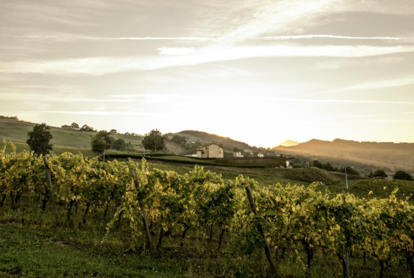 Vini La Canosa: territorialità marchigiana
