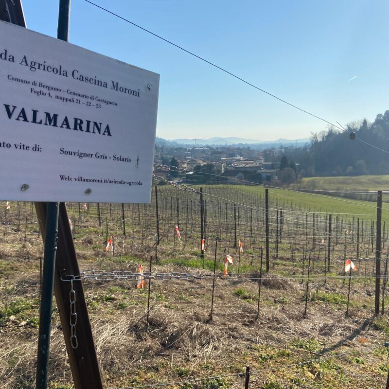 Quando la vigna è urbana: Giornata Mondiale delle Vigne Urbane