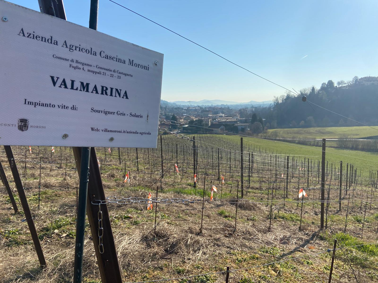 Quando la vigna è urbana: Giornata Mondiale delle Vigne Urbane