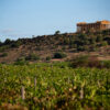 Come la Sicilia del vino affronta il cambiamento climatico