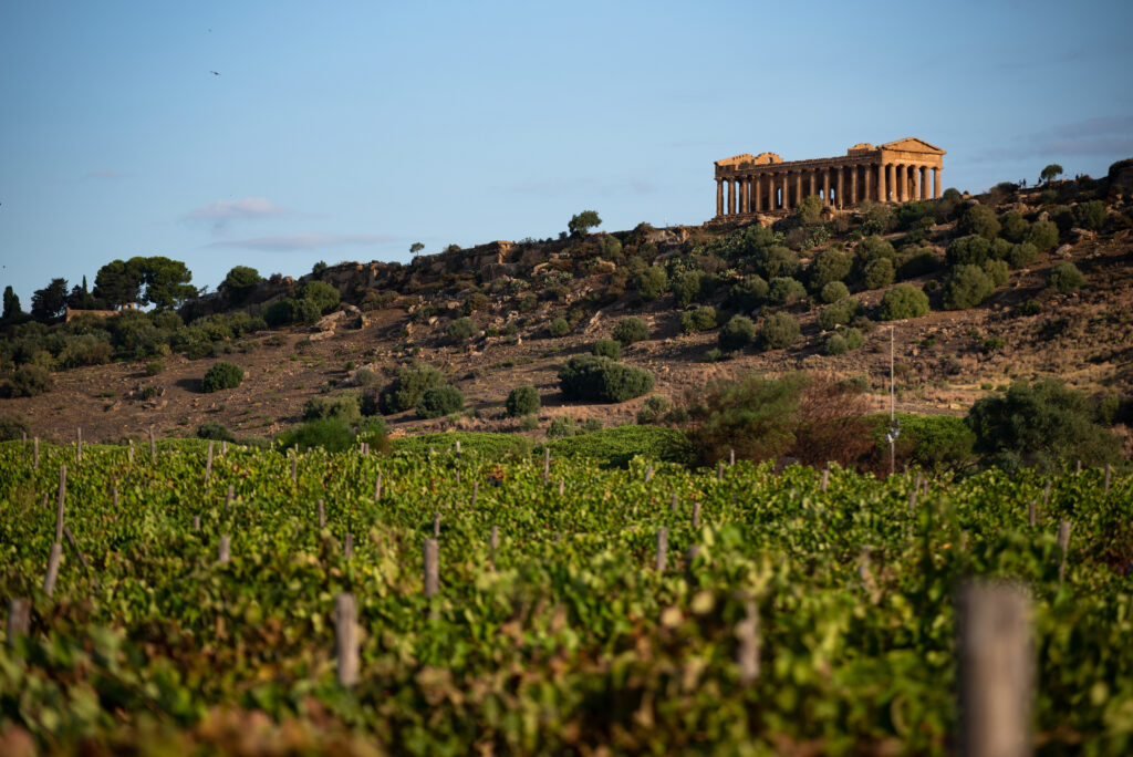 Come la Sicilia del vino affronta il cambiamento climatico