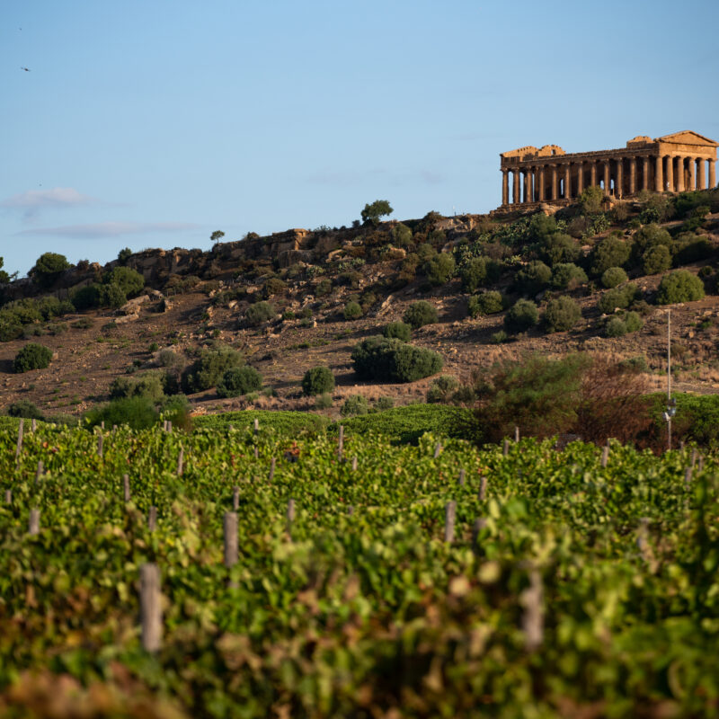 Come la Sicilia del vino affronta il cambiamento climatico