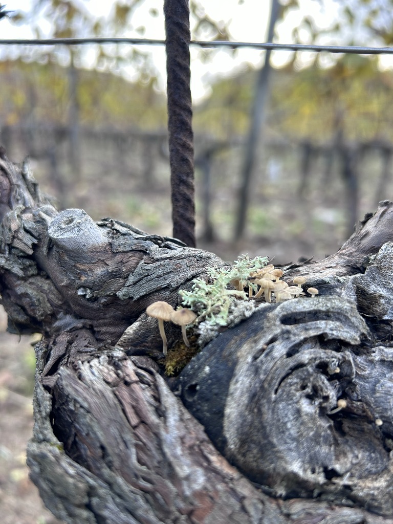 A spasso tra le vigne del Friuli Venezia Giulia con Diversity Ark