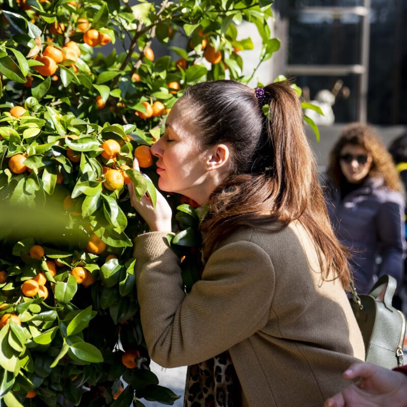 A Villa Necchi Campiglio la rassegna di piante e frutta con il FAI: Agrumi 2025