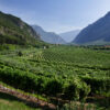 Letrari, non solo Trentodoc