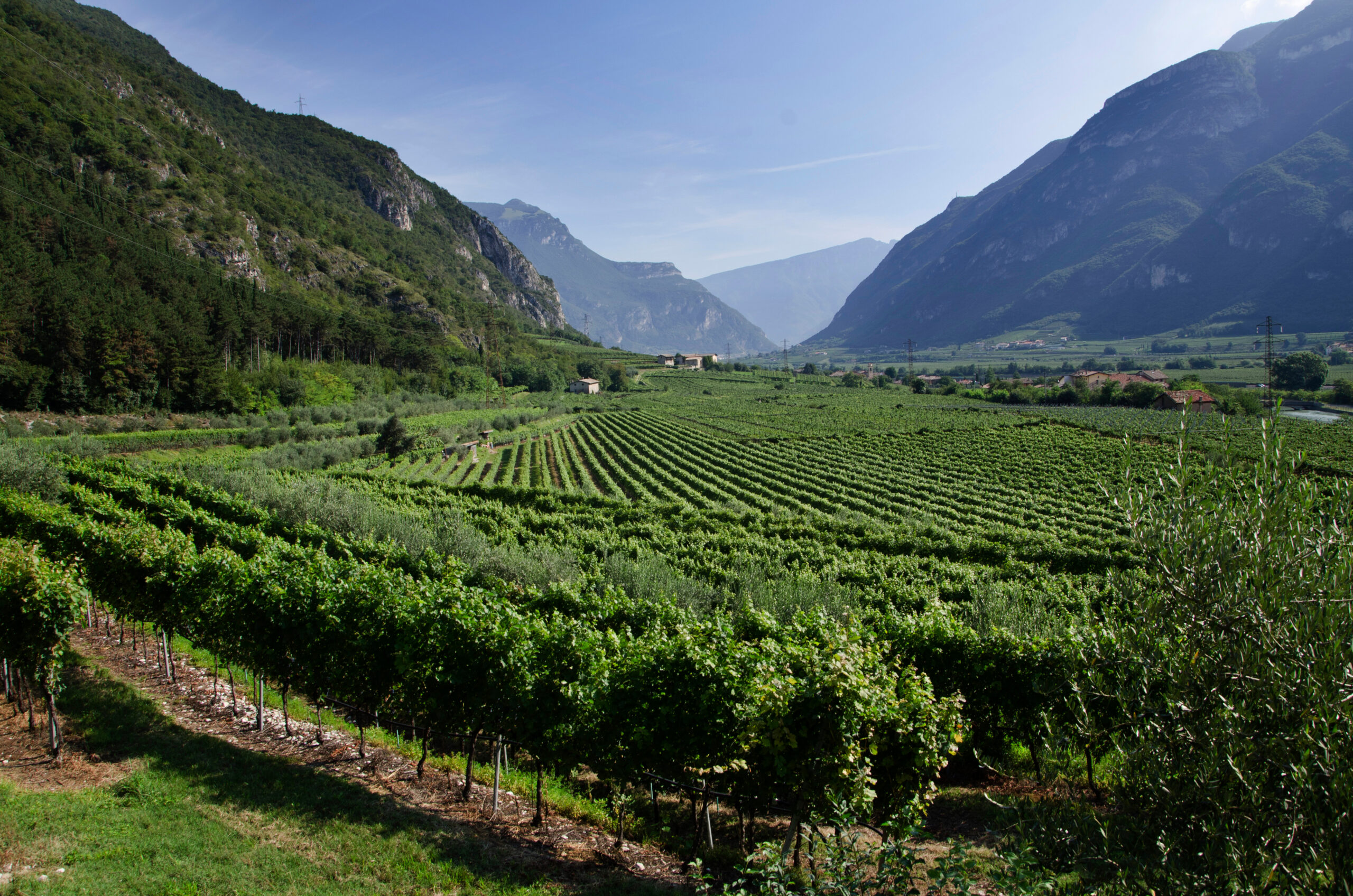 Letrari, non solo Trentodoc