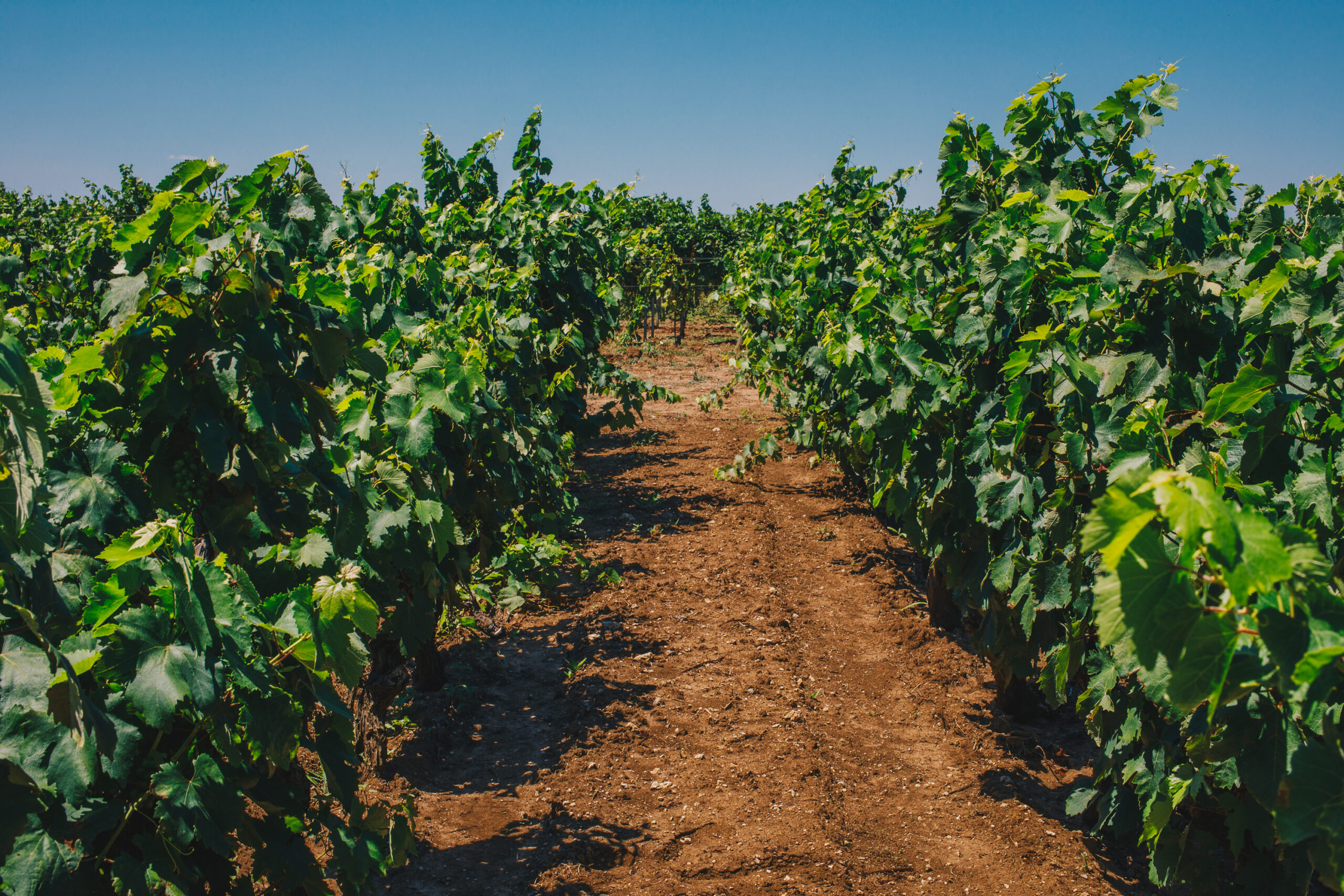 Paolo Leo e il suo Mormora Metodo Classico Pas Dosé