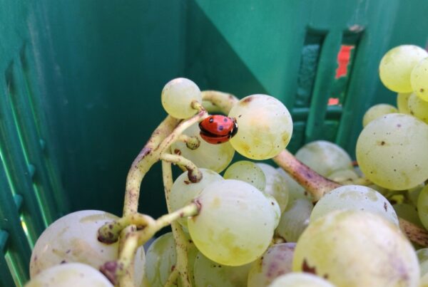 Sinfonie enologiche in bianco, con i vini di quattro cantine