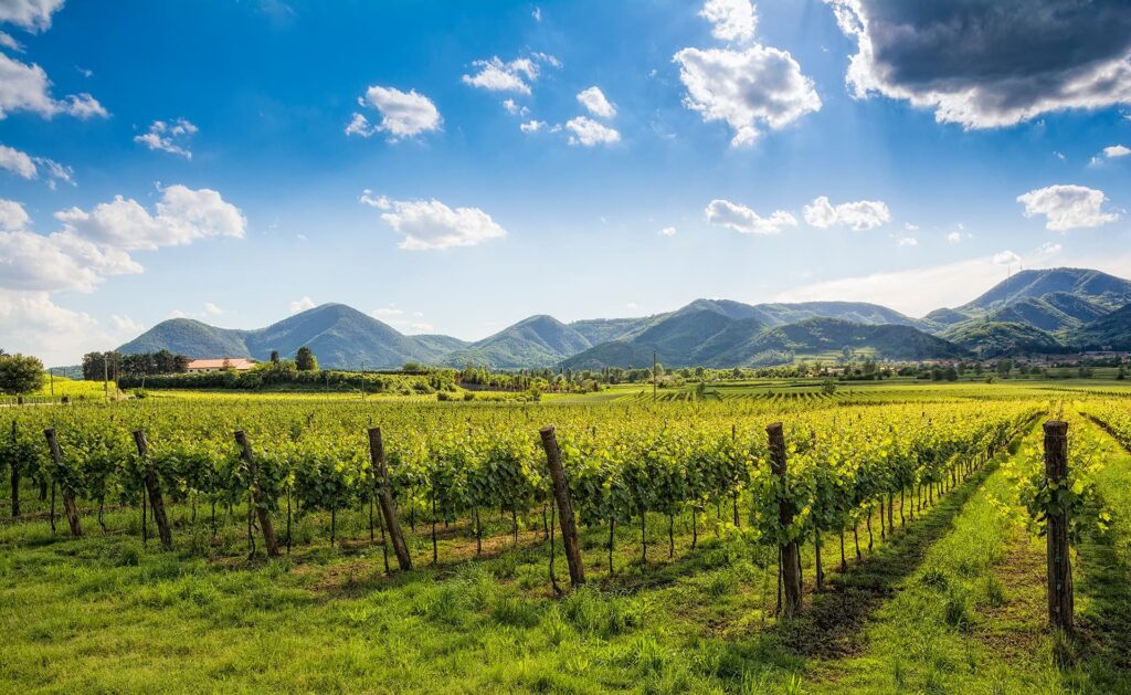 Crisi del vino e dazi USA: la biodiversità dei territori fragili è a rischio