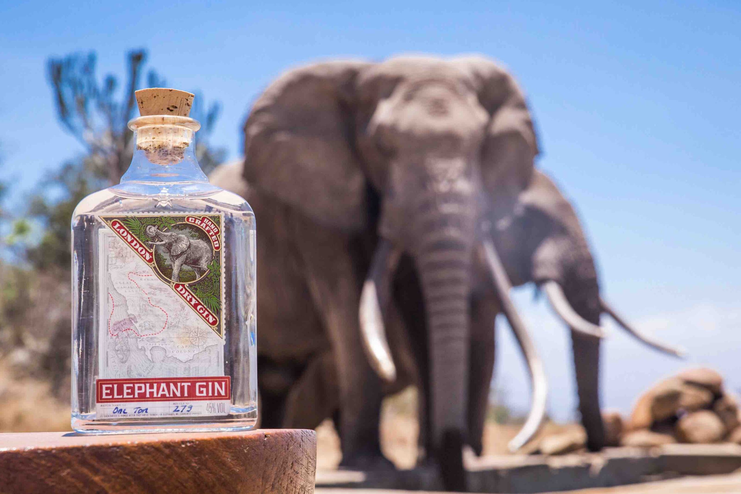Il 12 agosto si celebra il World Elephant Day con Elephant Gin e Compagnia dei Caraibi