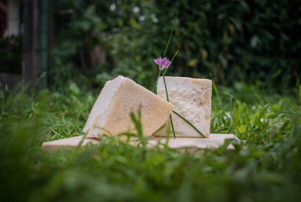 Appuntamento gourmand. Dal 6 al 14 settembre le Giornate del Graukäse in Valle Aurina