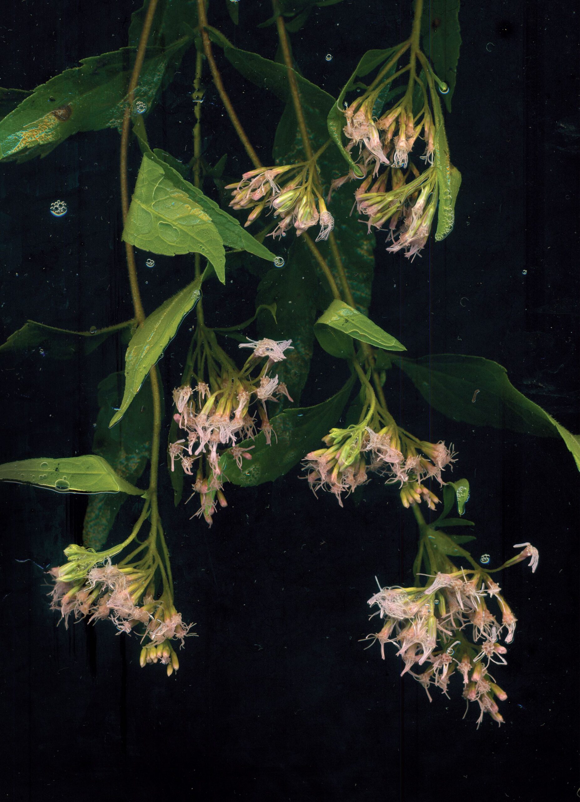 Orticolario 2025: a Vila Erba l’Eden sulle rive del lago di Como