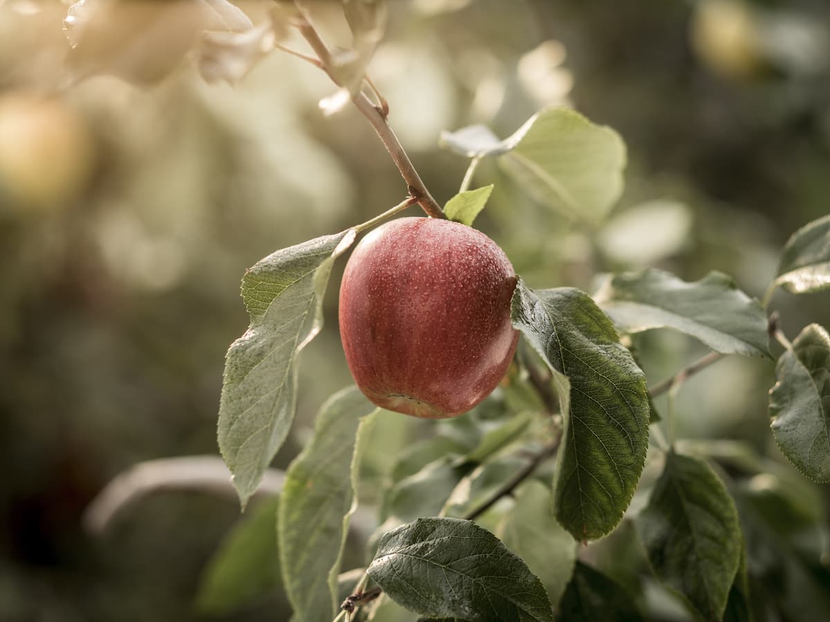 La mela Marlene® diventa ispirazione
