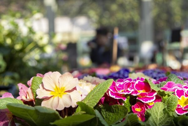 A Milano un soffio di Primavera a Villa Necchi con il FAI