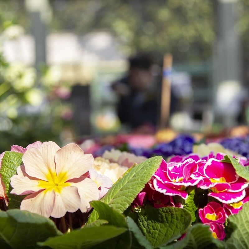 A Milano un soffio di Primavera a Villa Necchi con il FAI