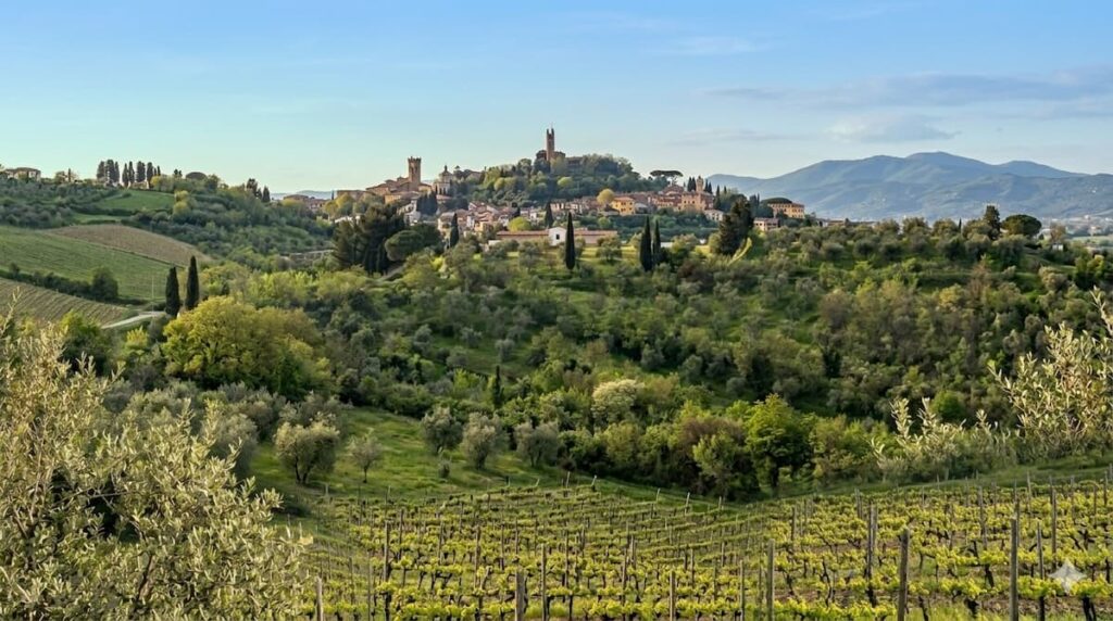 Terre di Pisa DOC, storia e territorio di una giovane denominazione toscana