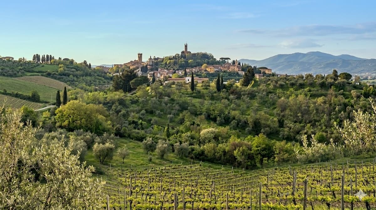 Terre di Pisa DOC, storia e territorio di una giovane denominazione toscana