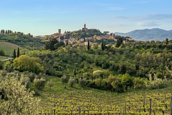 Terre di Pisa DOC, storia e territorio di una giovane denominazione toscana
