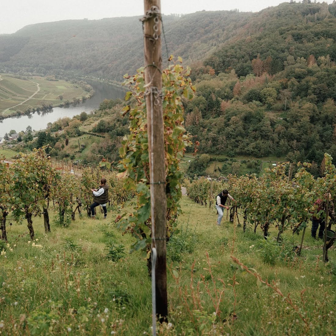 Piwi, oltre il pregiudizio: a Milano il banco d'assaggio dei vini resistenti