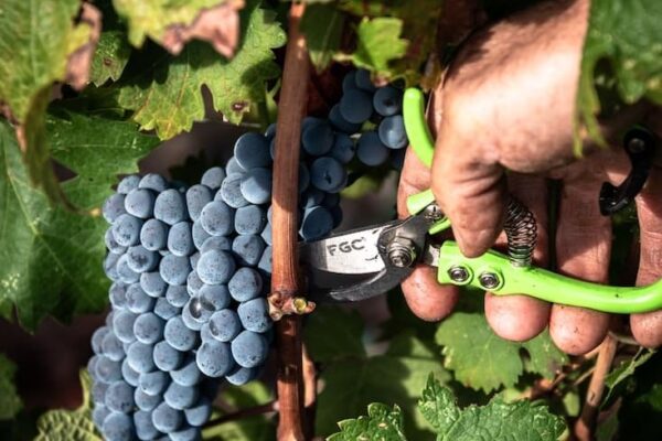 Cherchi, produttore a Usini nel Nord Ovest della Sardegna