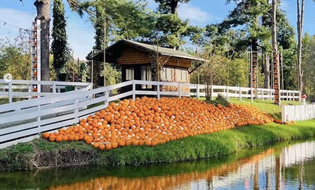 Villaggio delle Zucche, aPuraVida Farm