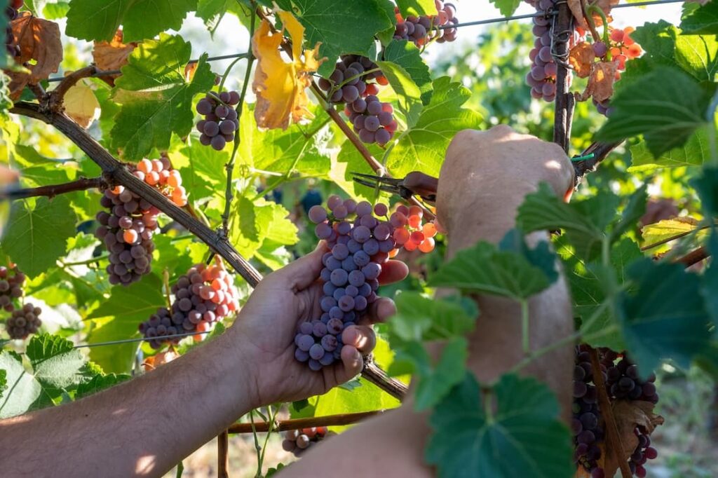 Vendemmia dei vitigni Piwi nel vigneto sperimentale in Abruzzo