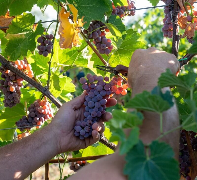 Vendemmia dei vitigni Piwi nel vigneto sperimentale in Abruzzo