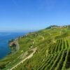 Vigneti terrazzati della viticoltura eroica