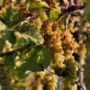 Cambiamento climatico e vino: grappoli d’uva bianca maturi sulla vite