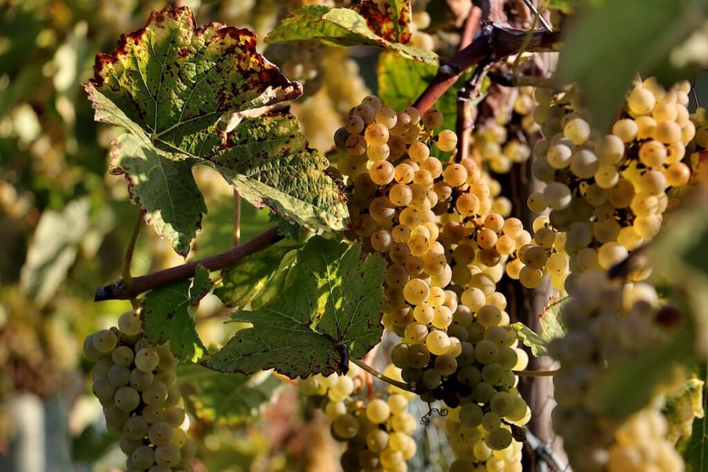Cambiamento climatico e vino: grappoli d’uva bianca maturi sulla vite