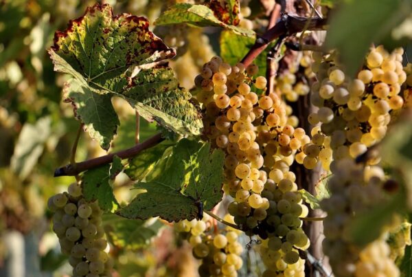 Cambiamento climatico e vino: grappoli d’uva bianca maturi sulla vite