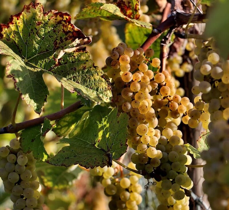 Cambiamento climatico e vino: grappoli d’uva bianca maturi sulla vite