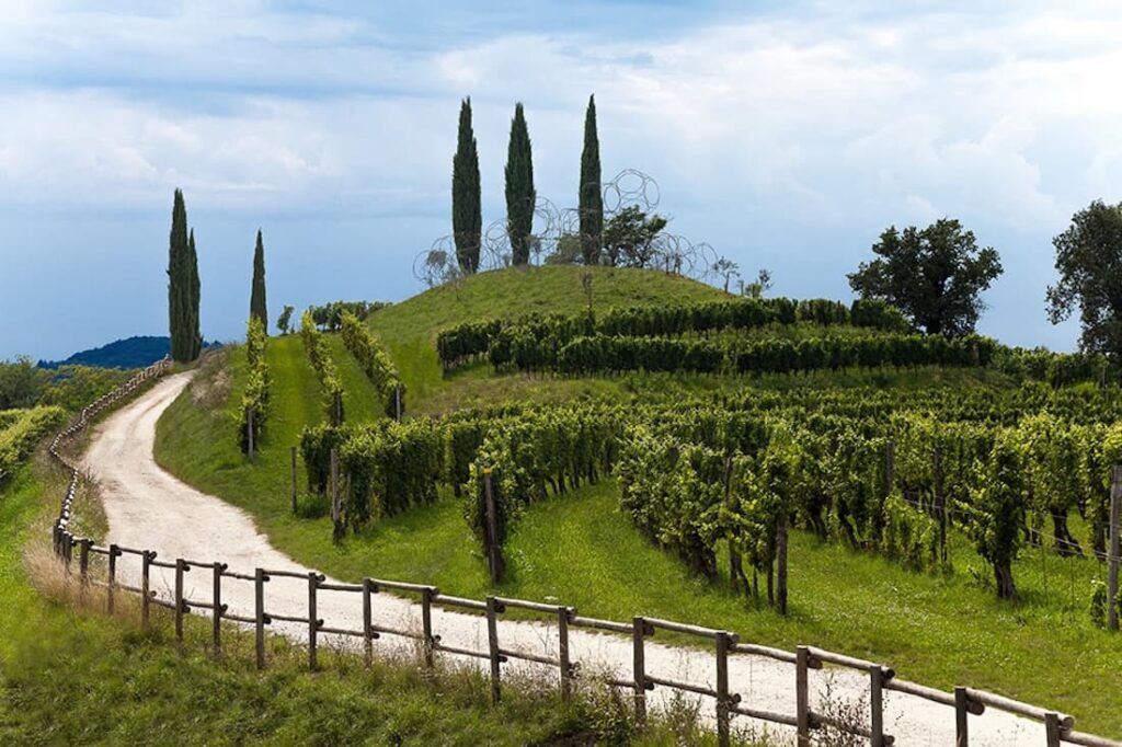 Vigne Museum nel paesaggio vitivinicolo di Rosazzo