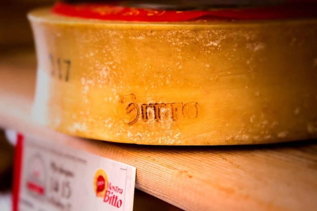 Forma di Bitto alla Mostra del Bitto di Morbegno