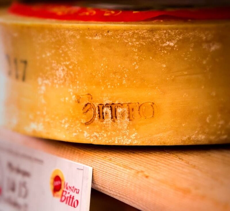 Forma di Bitto alla Mostra del Bitto di Morbegno